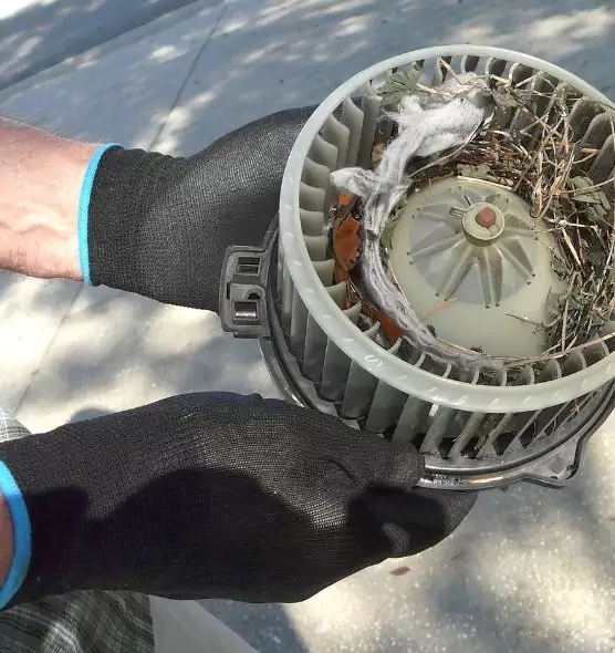 About Air Duct Mice Removal in Gainesville, FL